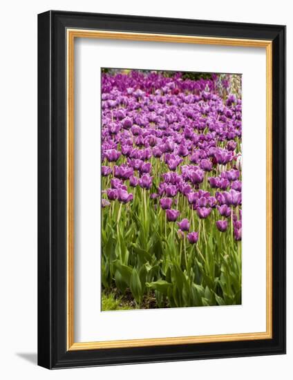 Bed of Purple Tulip Flowers-Richard T. Nowitz-Framed Photographic Print