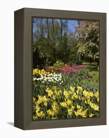 Bed of Tulips, Keukenhof Gardens, Netherlands-null-Framed Premier Image Canvas