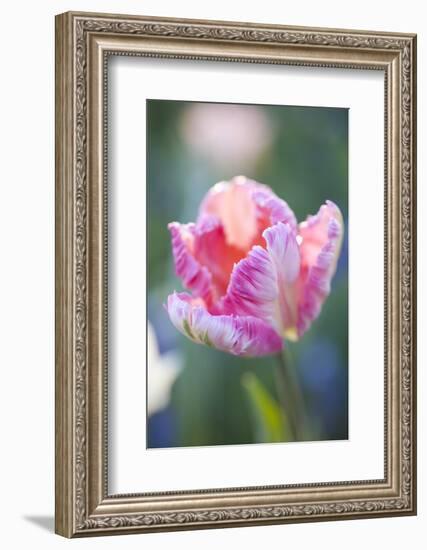 Bed of Tulips with Pink Tulips-Brigitte Protzel-Framed Photographic Print