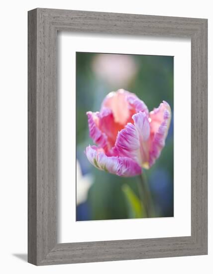 Bed of Tulips with Pink Tulips-Brigitte Protzel-Framed Photographic Print