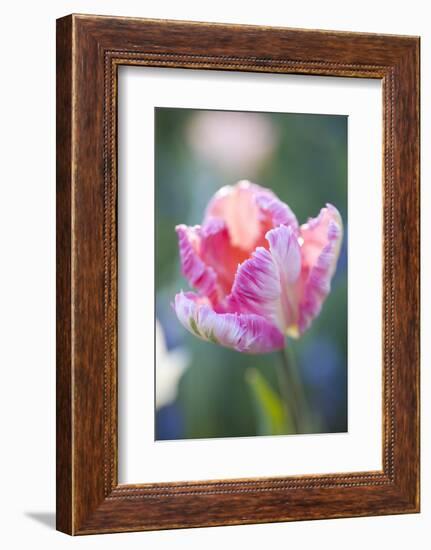 Bed of Tulips with Pink Tulips-Brigitte Protzel-Framed Photographic Print