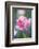 Bed of Tulips with Pink Tulips-Brigitte Protzel-Framed Photographic Print