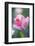 Bed of Tulips with Pink Tulips-Brigitte Protzel-Framed Photographic Print