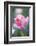 Bed of Tulips with Pink Tulips-Brigitte Protzel-Framed Photographic Print