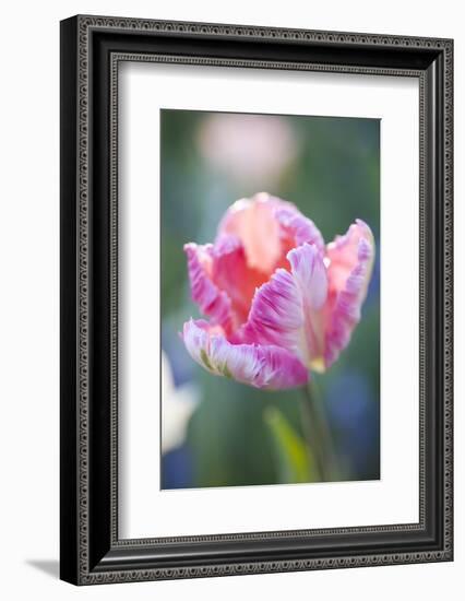 Bed of Tulips with Pink Tulips-Brigitte Protzel-Framed Photographic Print