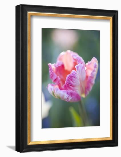 Bed of Tulips with Pink Tulips-Brigitte Protzel-Framed Photographic Print