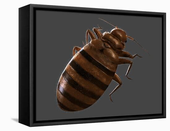 Bedbug, Artwork-SCIEPRO-Framed Premier Image Canvas