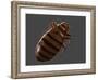 Bedbug, Artwork-SCIEPRO-Framed Photographic Print