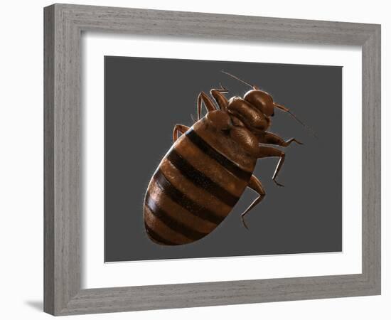 Bedbug, Artwork-SCIEPRO-Framed Photographic Print