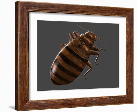 Bedbug, Artwork-SCIEPRO-Framed Photographic Print