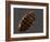 Bedbug, Artwork-SCIEPRO-Framed Photographic Print