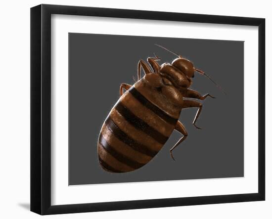 Bedbug, Artwork-SCIEPRO-Framed Photographic Print