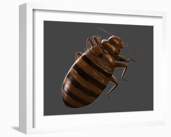 Bedbug, Artwork-SCIEPRO-Framed Photographic Print