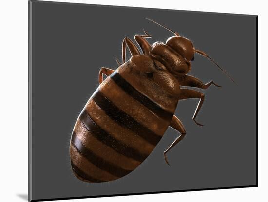 Bedbug, Artwork-SCIEPRO-Mounted Photographic Print