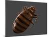 Bedbug, Artwork-SCIEPRO-Mounted Photographic Print