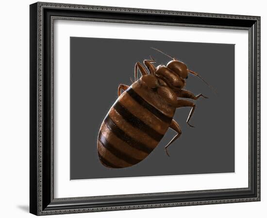 Bedbug, Artwork-SCIEPRO-Framed Photographic Print