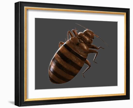 Bedbug, Artwork-SCIEPRO-Framed Photographic Print