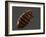 Bedbug, Artwork-SCIEPRO-Framed Photographic Print