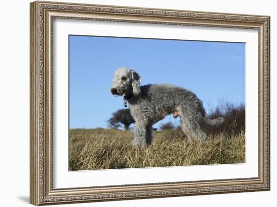 Bedlington Terrier 17-Bob Langrish-Framed Photographic Print