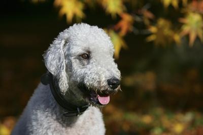 chelsea blue bedlington terriers
