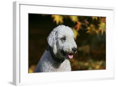 chelsea blue bedlington terriers