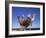 Bedouin and Camels, Sinai, Egypt, North Africa, Africa-Nico Tondini-Framed Photographic Print