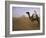 Bedouin Camel Rider in Front of Pyramid of Djoser, Egypt, North Africa-Staffan Widstrand-Framed Photographic Print