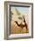 Bedouin on camel on the Giza plateau in Cairo. Ca. 1900-1910-null-Framed Giclee Print