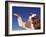 Bedouin Riding Camel, Sinai, Egypt, North Africa, Africa-Nico Tondini-Framed Photographic Print