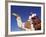 Bedouin Riding Camel, Sinai, Egypt, North Africa, Africa-Nico Tondini-Framed Photographic Print