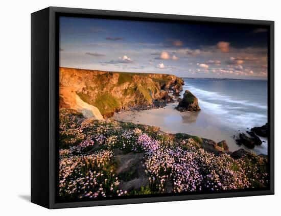 Bedruthan Steps on Cornish Coast, with Flowering Thrift, Cornwall, UK-Ross Hoddinott-Framed Premier Image Canvas