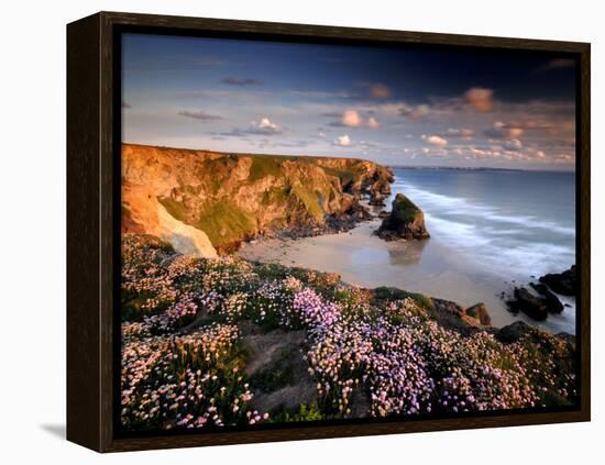 Bedruthan Steps on Cornish Coast, with Flowering Thrift, Cornwall, UK-Ross Hoddinott-Framed Premier Image Canvas