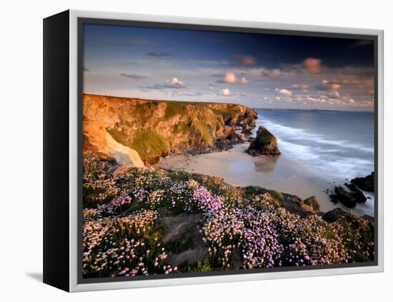 Bedruthan Steps on Cornish Coast, with Flowering Thrift, Cornwall, UK-Ross Hoddinott-Framed Premier Image Canvas