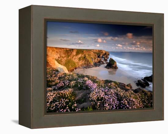 Bedruthan Steps on Cornish Coast, with Flowering Thrift, Cornwall, UK-Ross Hoddinott-Framed Premier Image Canvas