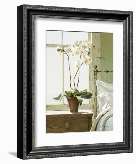 Bedside Orchid-Zhen-Huan Lu-Framed Giclee Print