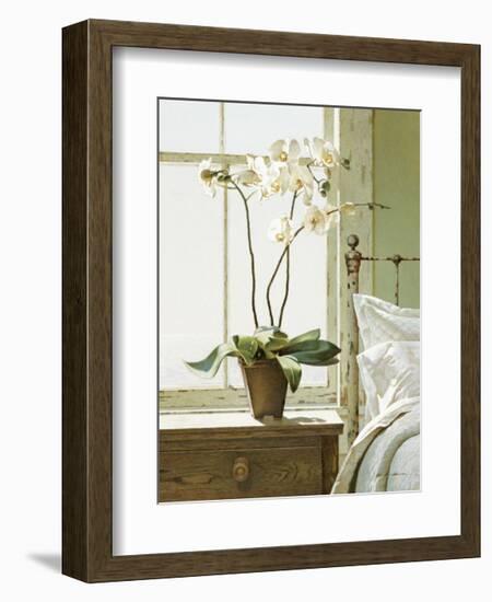 Bedside Orchid-Zhen-Huan Lu-Framed Giclee Print