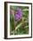 Bedstraw hawkmoth caterpillar on Rosebay willowherb, Finland-Jussi Murtosaari-Framed Photographic Print