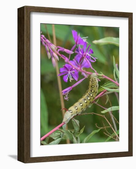 Bedstraw hawkmoth caterpillar on Rosebay willowherb, Finland-Jussi Murtosaari-Framed Photographic Print