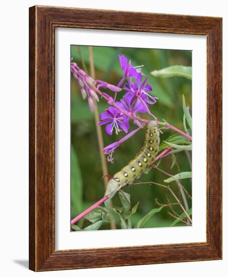 Bedstraw hawkmoth caterpillar on Rosebay willowherb, Finland-Jussi Murtosaari-Framed Photographic Print