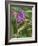 Bedstraw hawkmoth caterpillar on Rosebay willowherb, Finland-Jussi Murtosaari-Framed Photographic Print