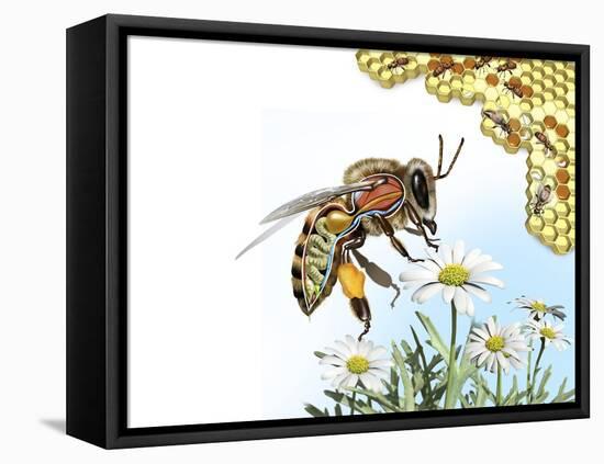 Bee Anatomy, Artwork-Jose Antonio-Framed Premier Image Canvas