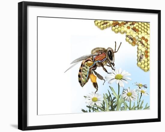 Bee Anatomy, Artwork-Jose Antonio-Framed Photographic Print