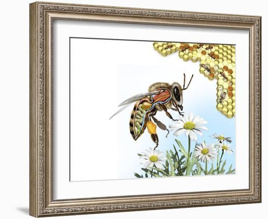 Bee Anatomy, Artwork-Jose Antonio-Framed Photographic Print