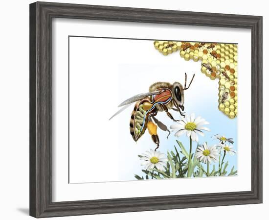 Bee Anatomy, Artwork-Jose Antonio-Framed Photographic Print