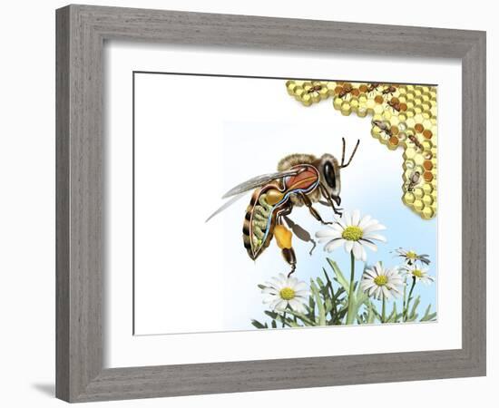 Bee Anatomy, Artwork-Jose Antonio-Framed Photographic Print