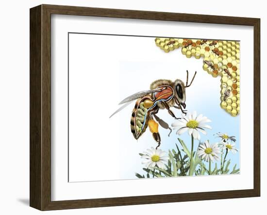 Bee Anatomy, Artwork-Jose Antonio-Framed Photographic Print