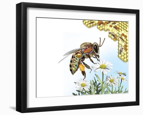 Bee Anatomy, Artwork-Jose Antonio-Framed Photographic Print