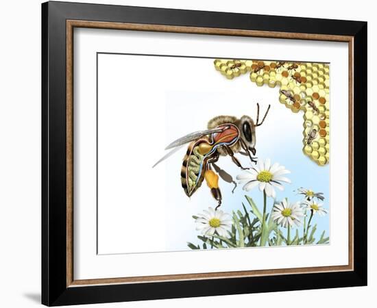 Bee Anatomy, Artwork-Jose Antonio-Framed Photographic Print