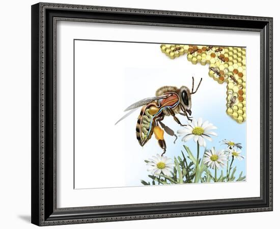 Bee Anatomy, Artwork-Jose Antonio-Framed Photographic Print