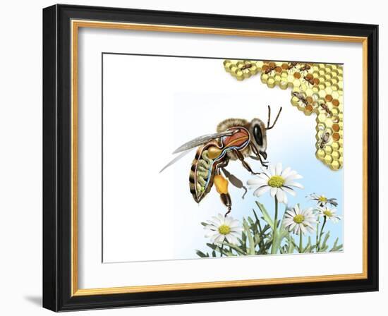 Bee Anatomy, Artwork-Jose Antonio-Framed Photographic Print